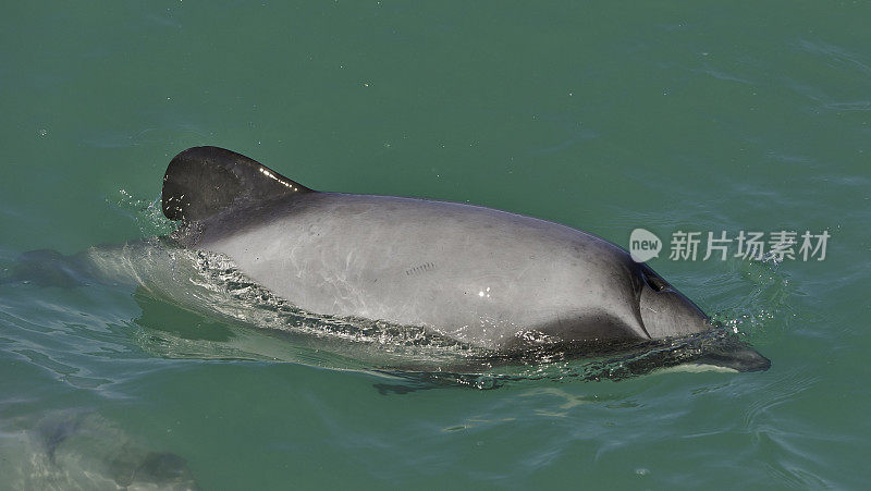 海克特海豚(Cephalorhynchus hectori)是头鼻海豚属的四种海豚中最著名的一种，仅在新西兰发现。大约1.4米长，它是最小的鲸类动物之一。赫克托的海豚是特尔斐最小的